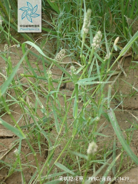  p> a href="#" data-lemmaid="9646419">蔺状隐花草 /a>(学名