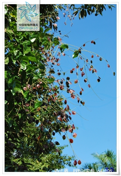 bousigonia mekongensis pierre