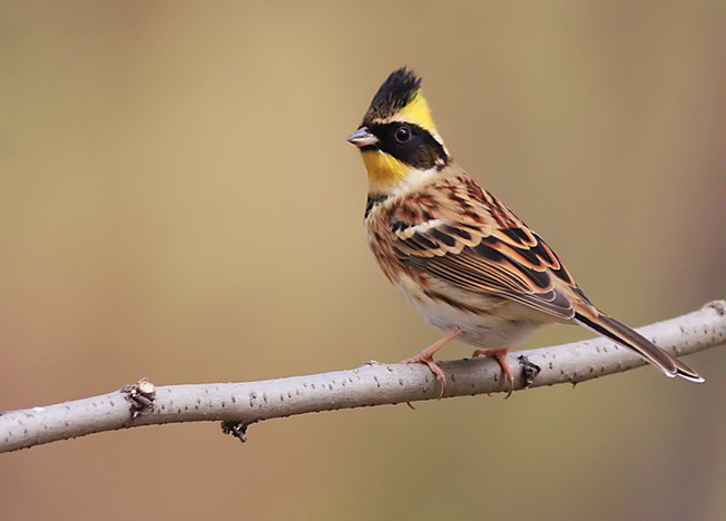  p>黄喉鹀(学名: i>emberiza elegans /i>):属鸟纲,鹀科的小型 a href