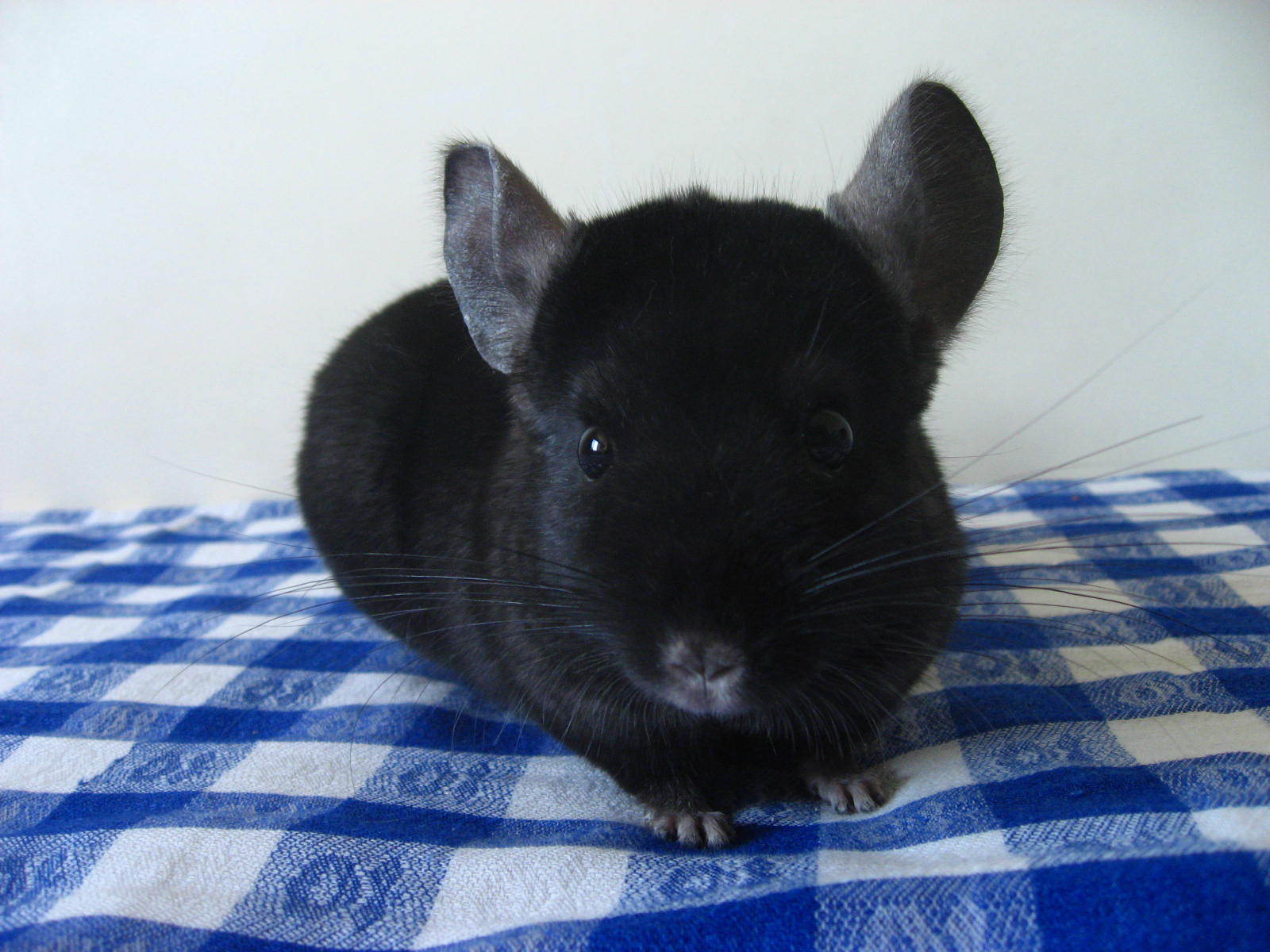  p> a target="_blank" href="/item/毛丝鼠/3032766" data-lemmaid="