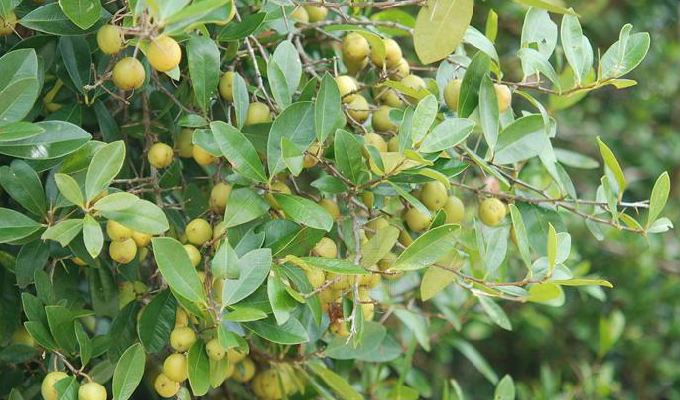 是 a href="#" data-lemmaid="8600719">山榄科 /a>下的一个属,为 a