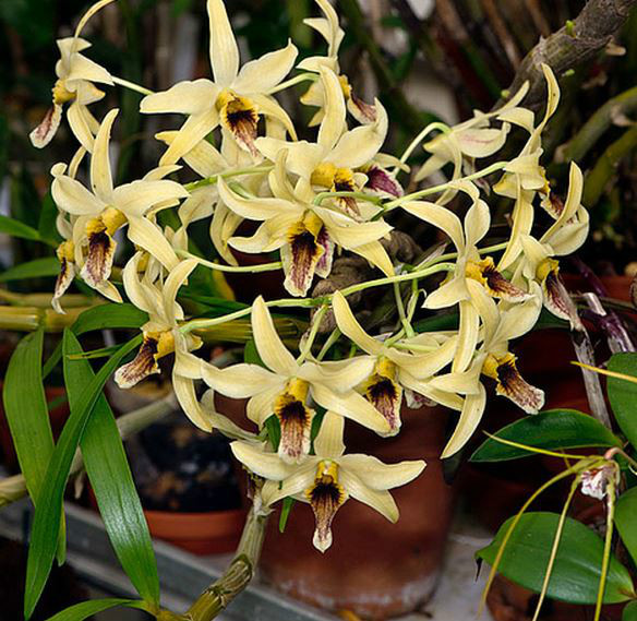  p>尖刀唇石斛(学名: i>dendrobium heterocarpum /i>  lindl.