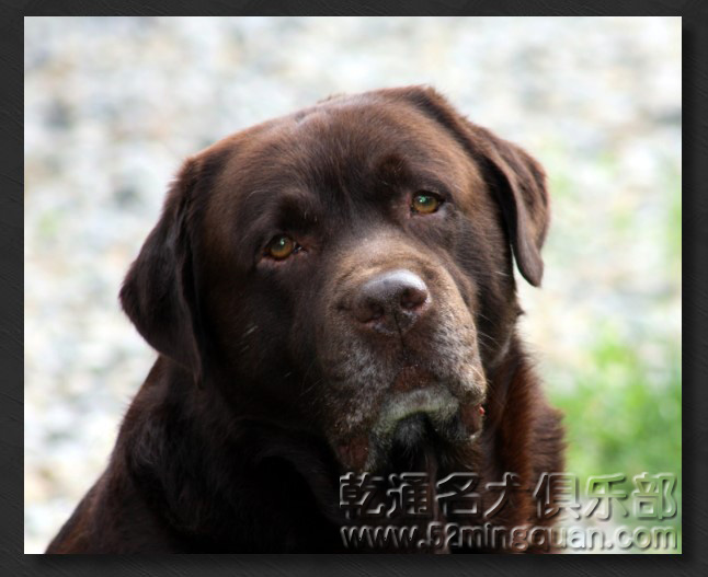  p> a target="_blank" href="/item/拉布拉多/4152961" data-lemmaid