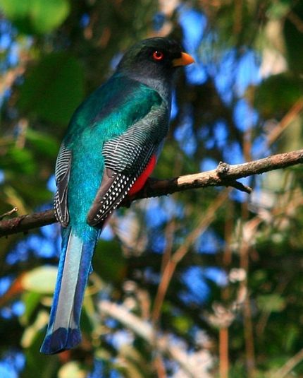  p>伊岛咬鹃(学名:priotelus roseigaster)是一种小型 a target="