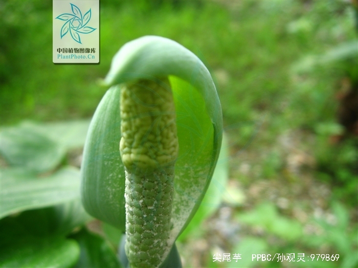  p>尖尾芋(学名: i>alocasia cucullata  /i> (lour.