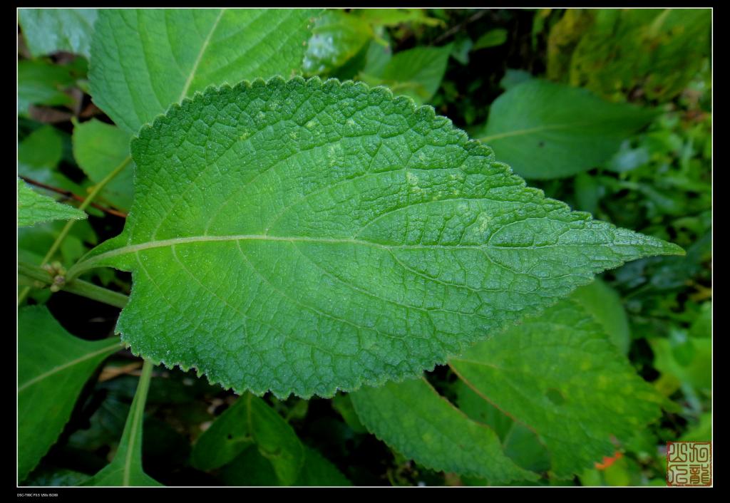 phlomis cuneata