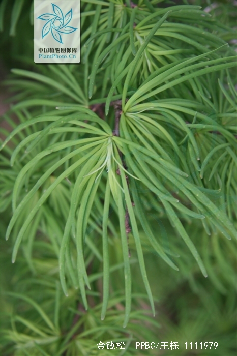 nelson) rehder)为松科 a target="_blank" href="/item/金钱松属">