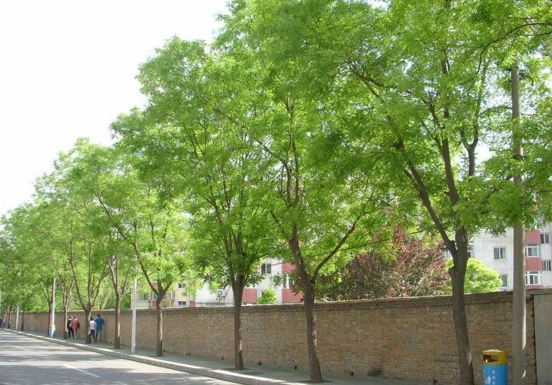  p> a href="#">国槐 /a>( a href="#">学名 /a>:sophora japonica