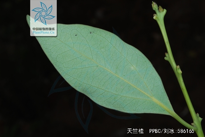 枝条细弱呈圆柱形,无毛;叶近对生或在枝条上部互生,呈卵圆状长圆形或