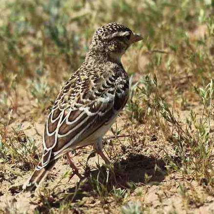  p>二斑百灵(学名:melanocorypha bimaculata)为百灵科百灵属的鸟类.