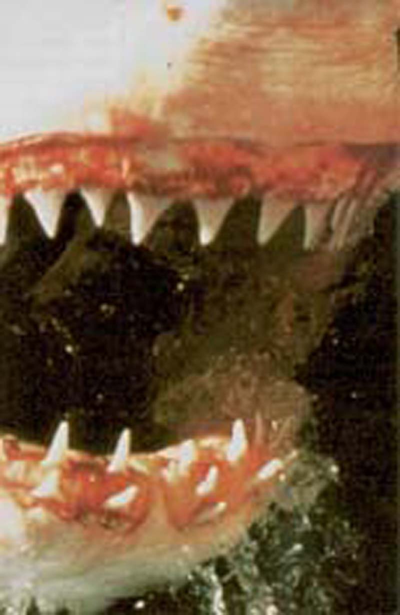  p>裂口鲨( a href="#" data-lemmaid="8074290">学名 /a> i>cladose