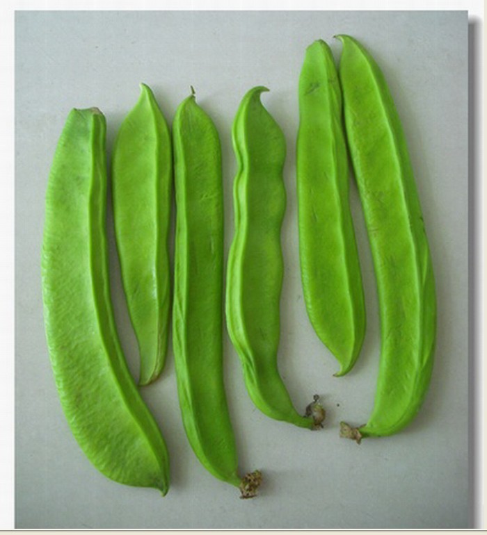  p>刀鞘豆,即刀豆,canavalia gladiata (jacq) dc.