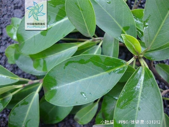  p>小叶榕属于 a target="_blank" href="/item/阳性植物/2029923"