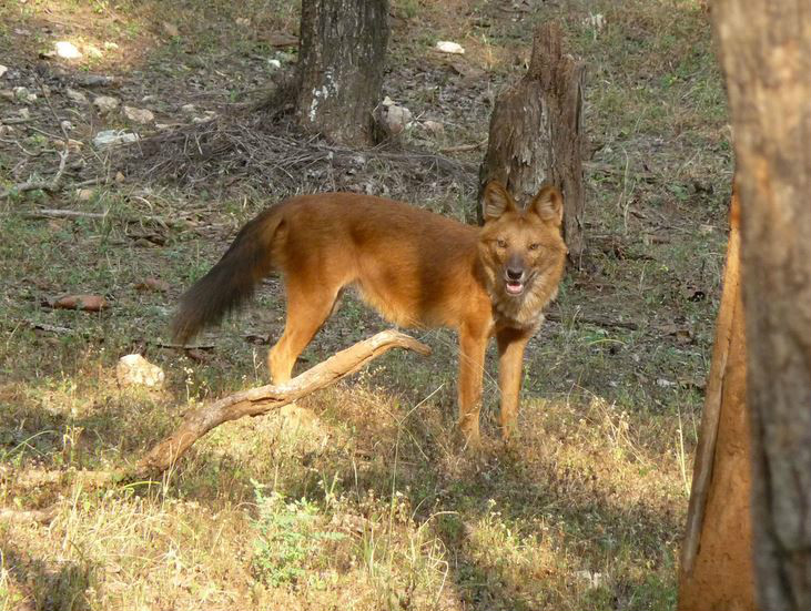  p>豺(学名: i>cuon alpinus /i>):有11个 a target="_blank" href="