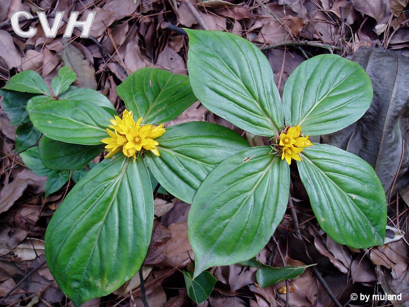 lysimachia paridiformis franch.