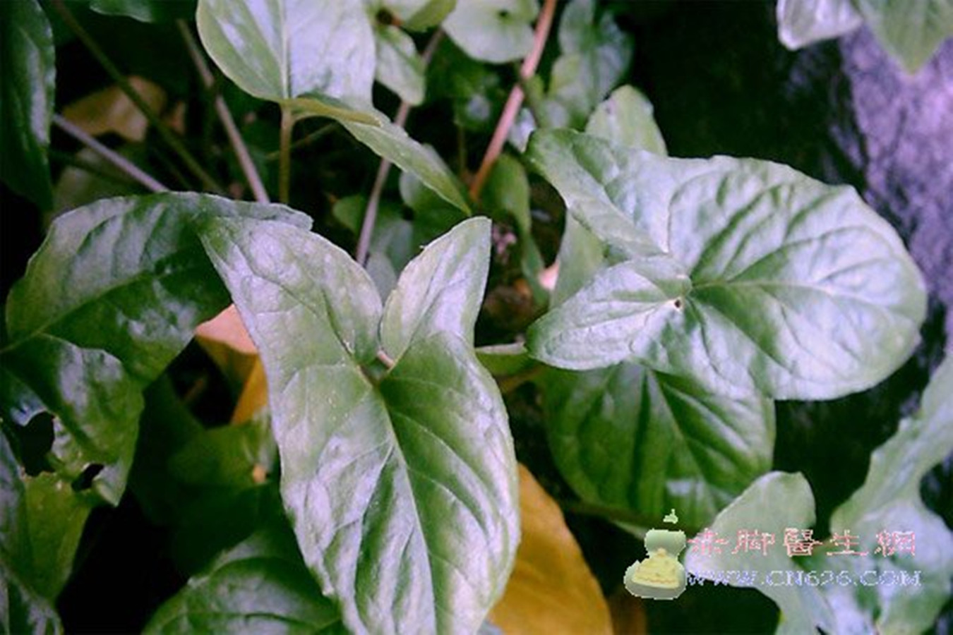  p>犁头尖,中药名.