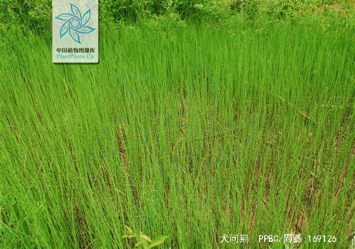 equisetum palustre l