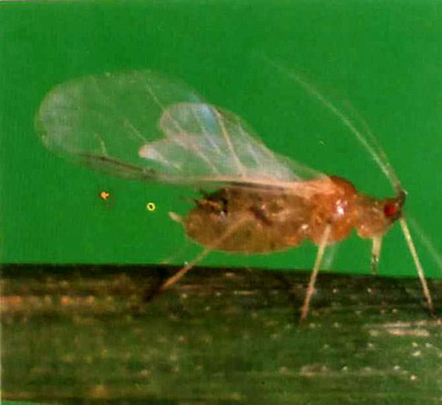  p>麦长管蚜, i>sitobion avenae  /i>(fabricius),属同翅目,蚜科的一