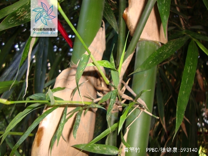  p> a href="#" data-lemmaid="2549562">青竿竹 /a>(b.