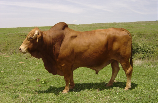 data-ctrid="tiup6imcx5gq">云岭牛是中国专门化肉牛新品种, /span> 