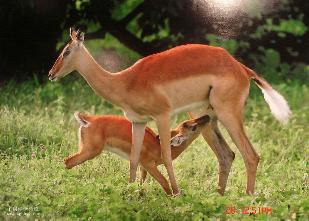  p>四肢动物亦称四脚类,四足类,包括属于脊椎动物的两栖类,爬行类