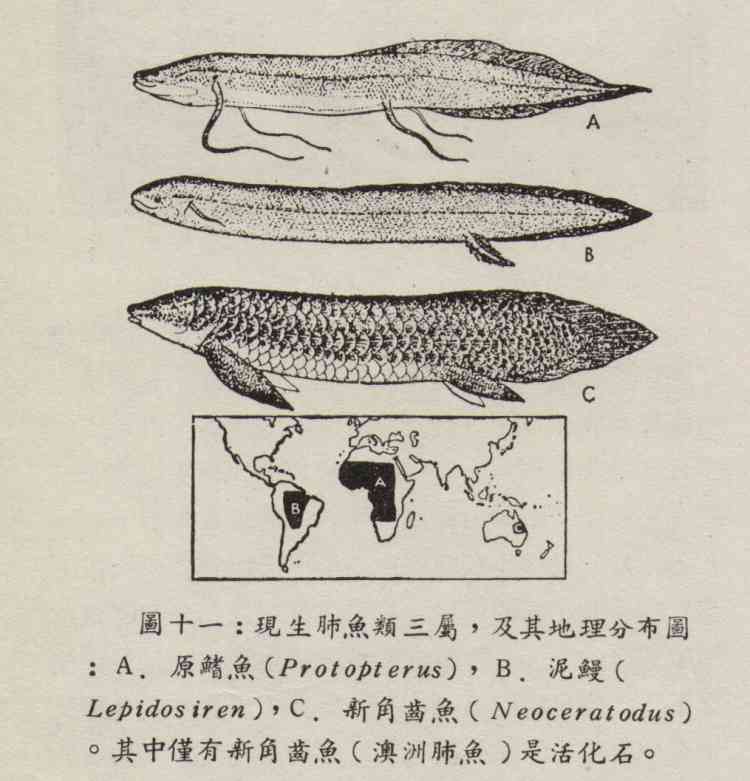  p>澳大利亚肺鱼(neoceratodus forsteri)又称澳洲肺鱼,昆士兰肺鱼,为