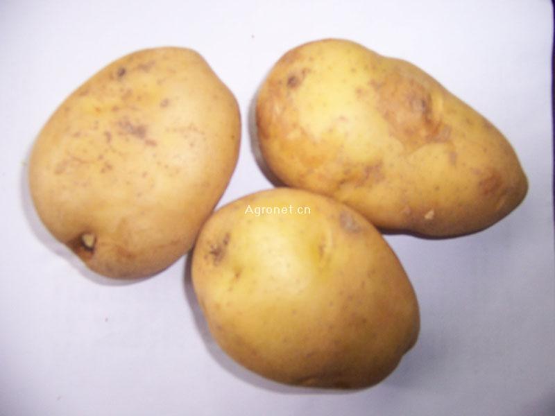 费乌瑞它