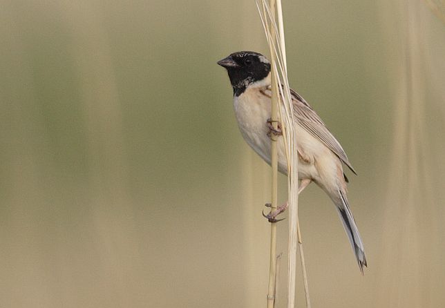  p>红颈苇鹀(学名: i>emberiza yessoensis /i>):属小型 a href="#">