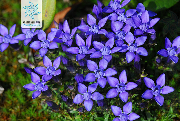  p>长白山龙胆(学名: i>gentiana jamesii  /i>hemsl.