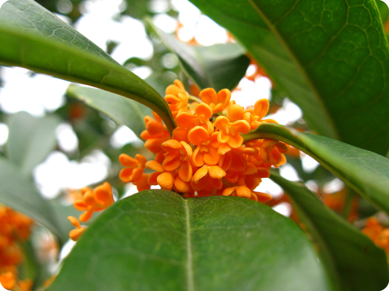  p>朱砂桂(学名: i>osmanthus fragrangs /i> c