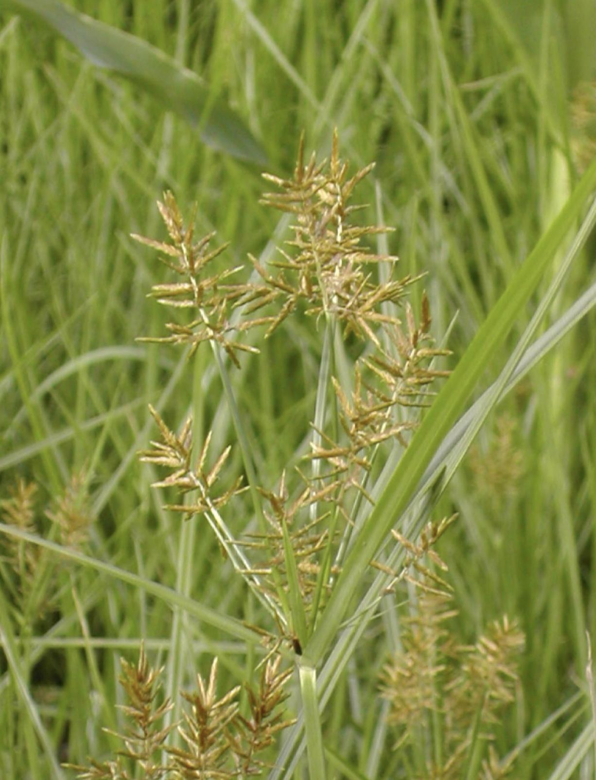 cyperus esculentus l