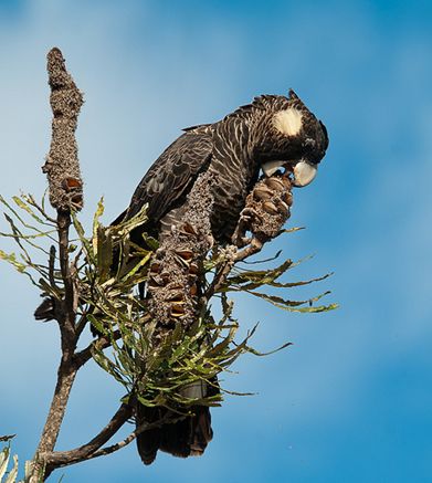  p>短嘴黑凤头鹦鹉(学名:calyptorhynchus latirostris)是典型的 a