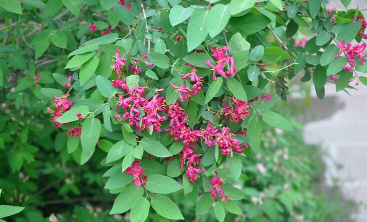 是忍冬科,忍冬属落叶 a target="_blank" href="/item/灌木/152007""