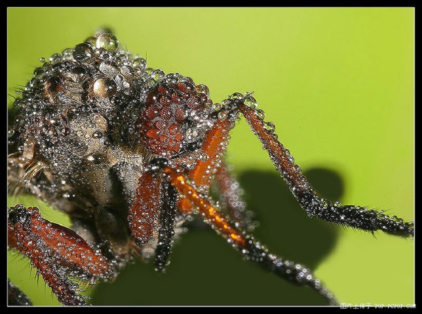  p>舍蝇: a target="_blank" href="/item/蝇