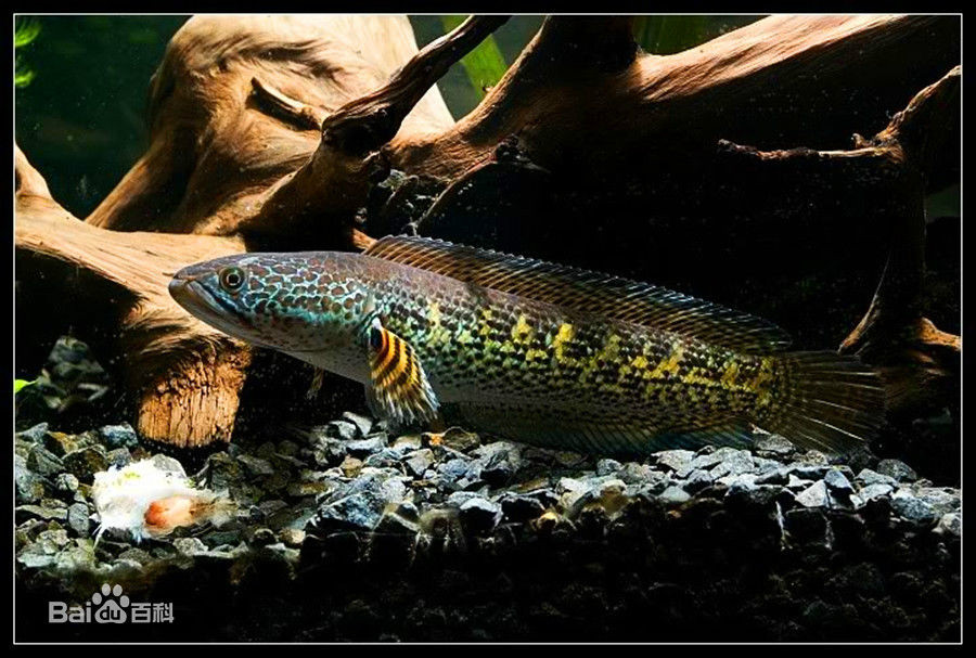  p>雷龙鱼是属于 a target="_blank" href="/it