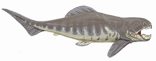  p>邓氏鱼(dunkleosteus terrelli),是一种活于泥盆纪时代(距今约3.