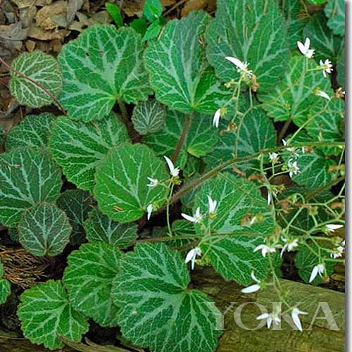 href="#">虎耳草科 /a>, a href="#">虎耳草属 /a>的植物,高17-26厘米