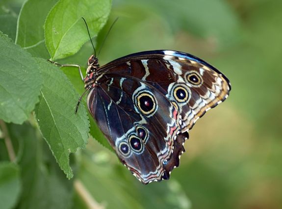  p> a target="_blank" href="/item/红翅闪蝶">红翅闪蝶 /a>, i>