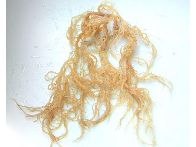  p>角叉菜属于藻类,繁生于海洋中的岩石上.