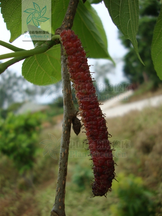  p>长穗桑是 a target="_blank" href="/item/荨麻目">荨麻目 /a>,桑