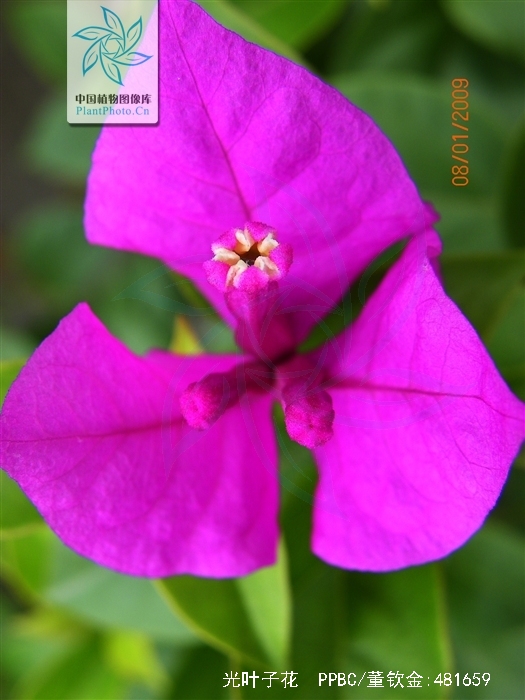  /i>),别名:宝巾,簕杜鹃,小叶九重葛,三角花,紫三角,紫亚兰,三角梅,是