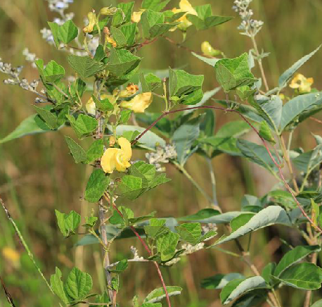 为豆科植物毛野扁豆 i>dunbaria  villosa /i> (thunb.