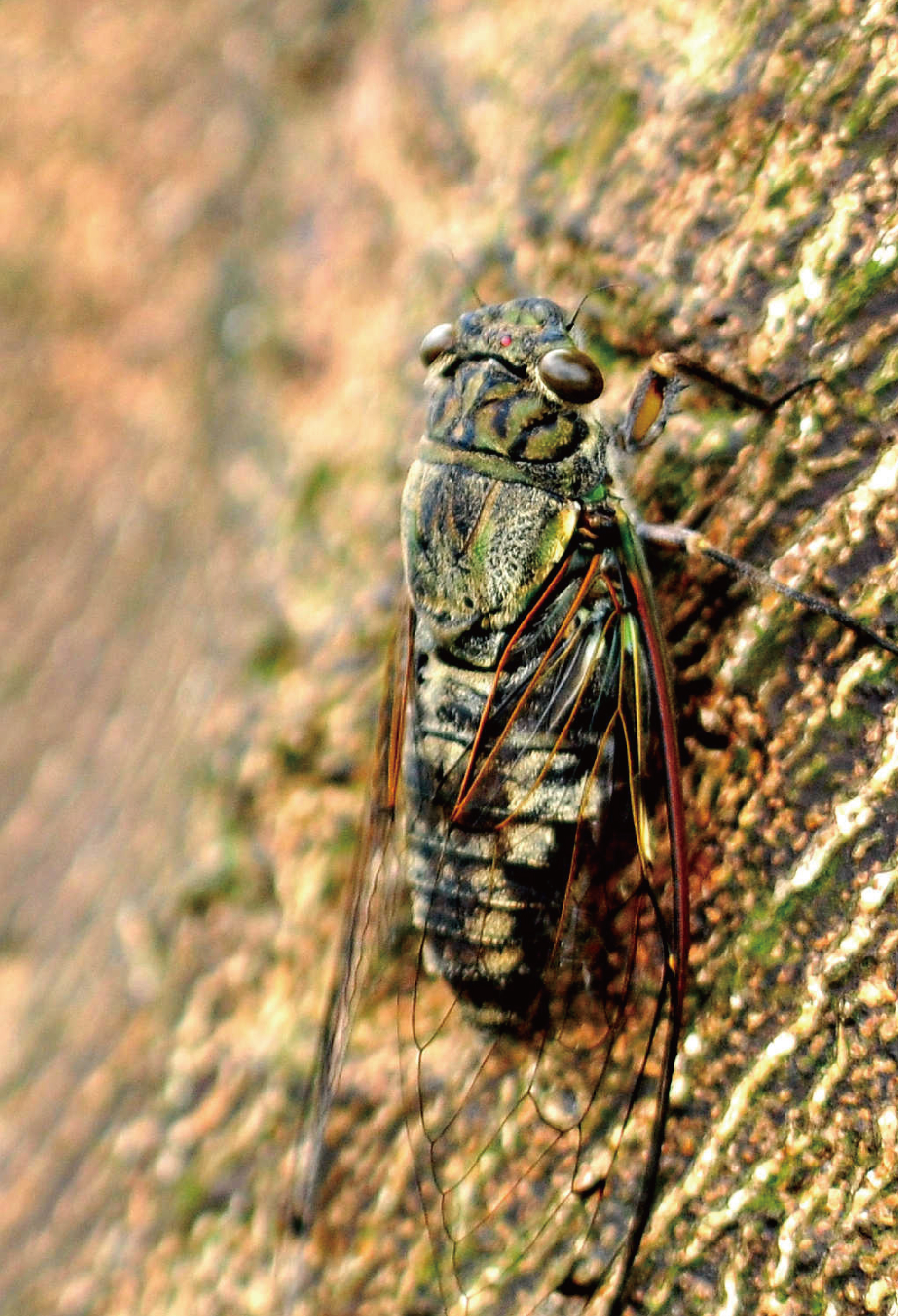  p>伏了,读音fú liao, a target="_blank" href="/item/蝉/1957"