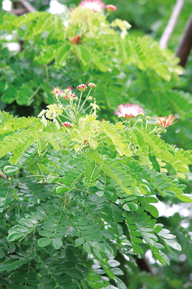 豆科植物有哪些(豆科植物有哪些特征)