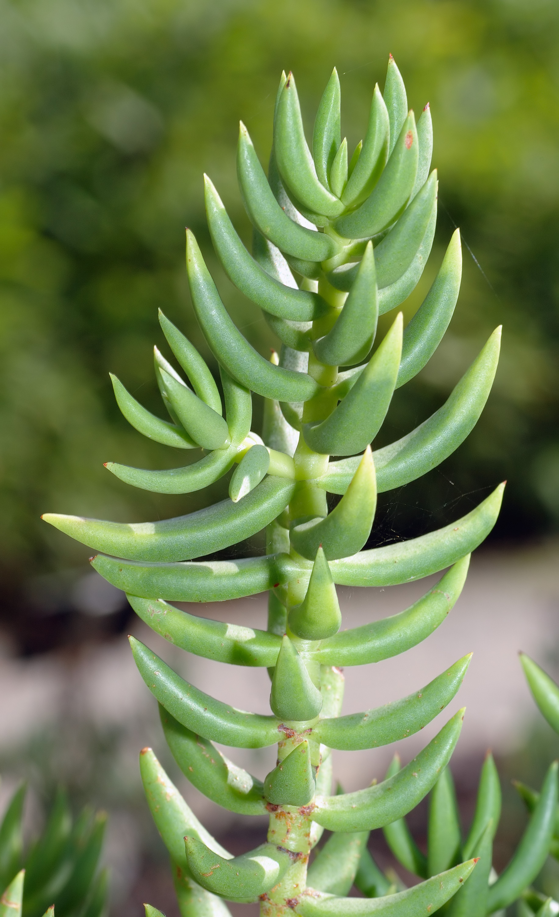  p>景天科(学名:crassulaceae)是 a href="#" data-lemmaid="229183">