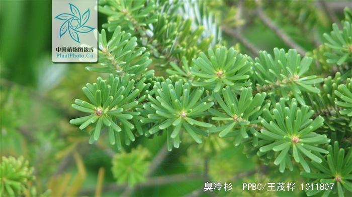  p>臭冷杉(拉丁学名: b>abies /b>  b>nephrolepis /b> (trautv.