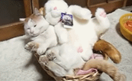 篮子猫