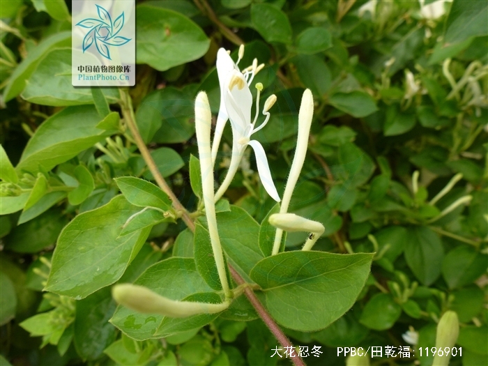 don) spreng.)是忍冬科,忍冬属植物.