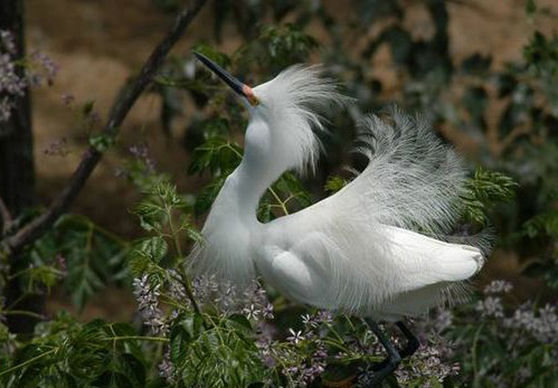  p>雪鹭(学名: i>egretta thula /i>):全身洁白的羽毛,颈背有丝状 a