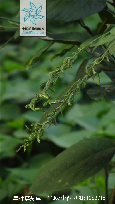 单叶拿身草